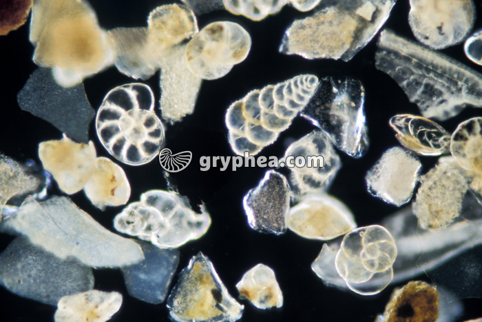 Sable à foraminifères - sable fossilifère FN x10 - gryphea.com